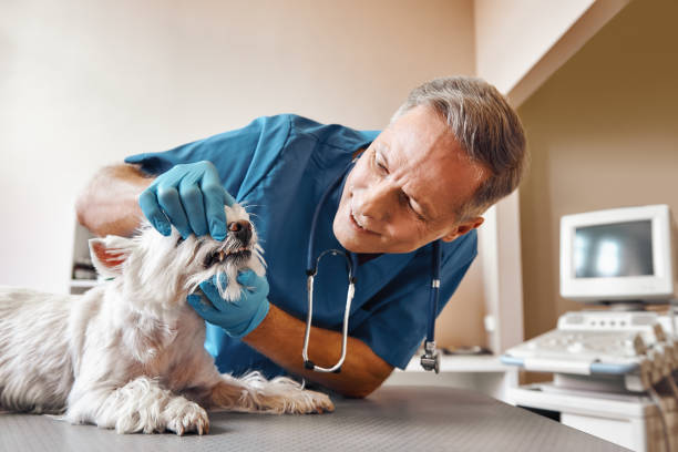 Best Pediatric Emergency Dentist in Napa, CA
